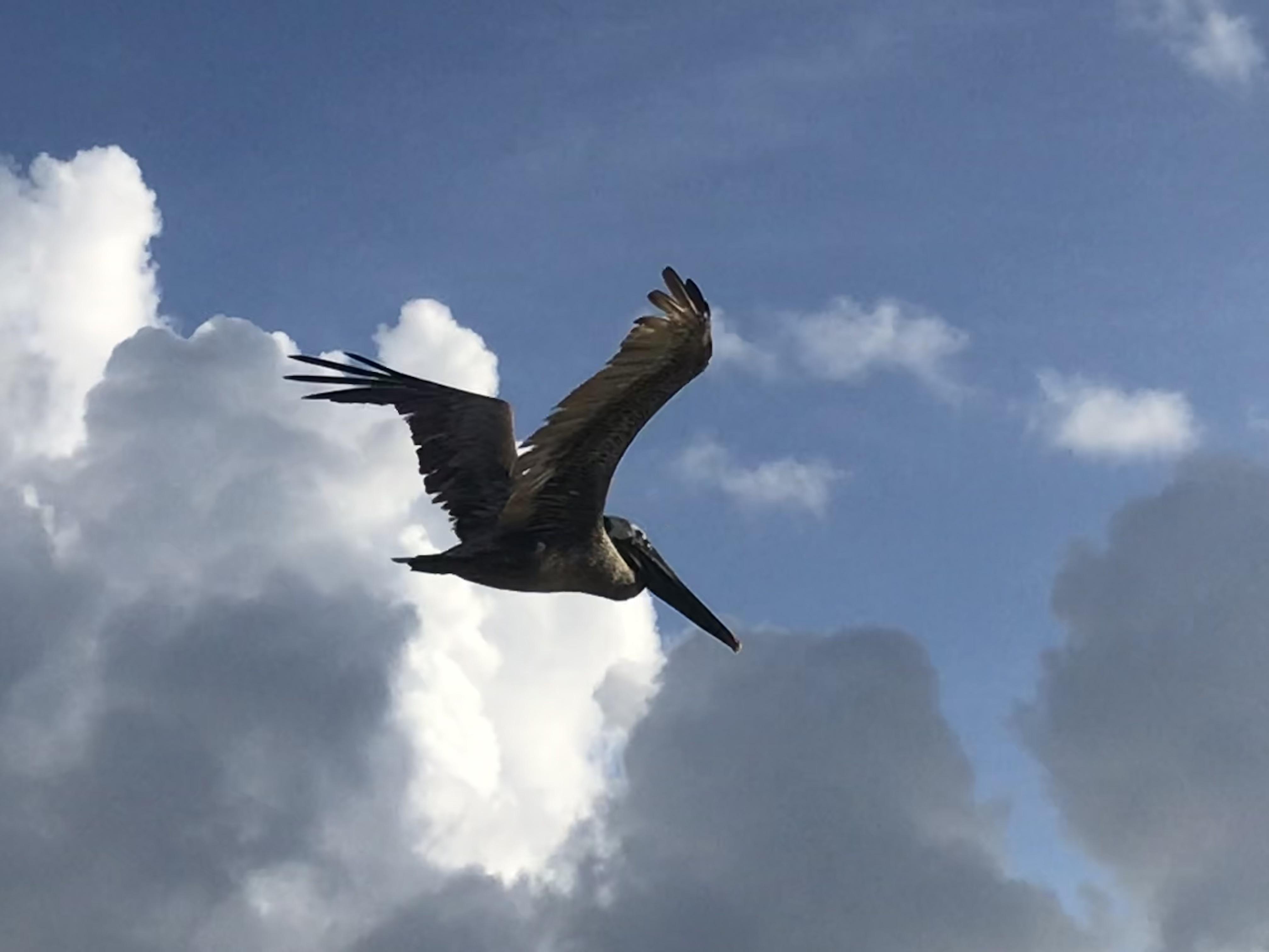 Costa Bávaro - pelikán